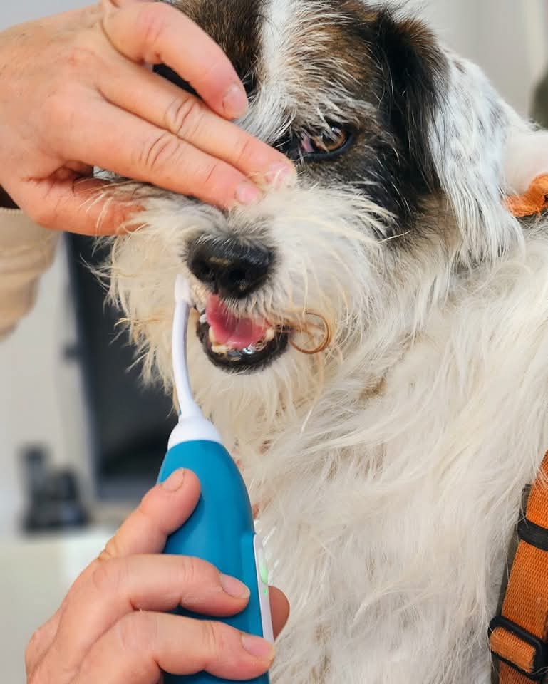 Hund dem die Zähne gereinigt werden