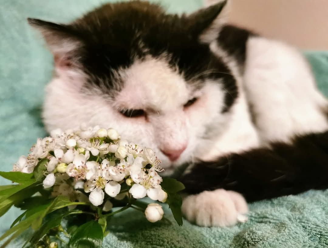 Katze mit Blüten davor