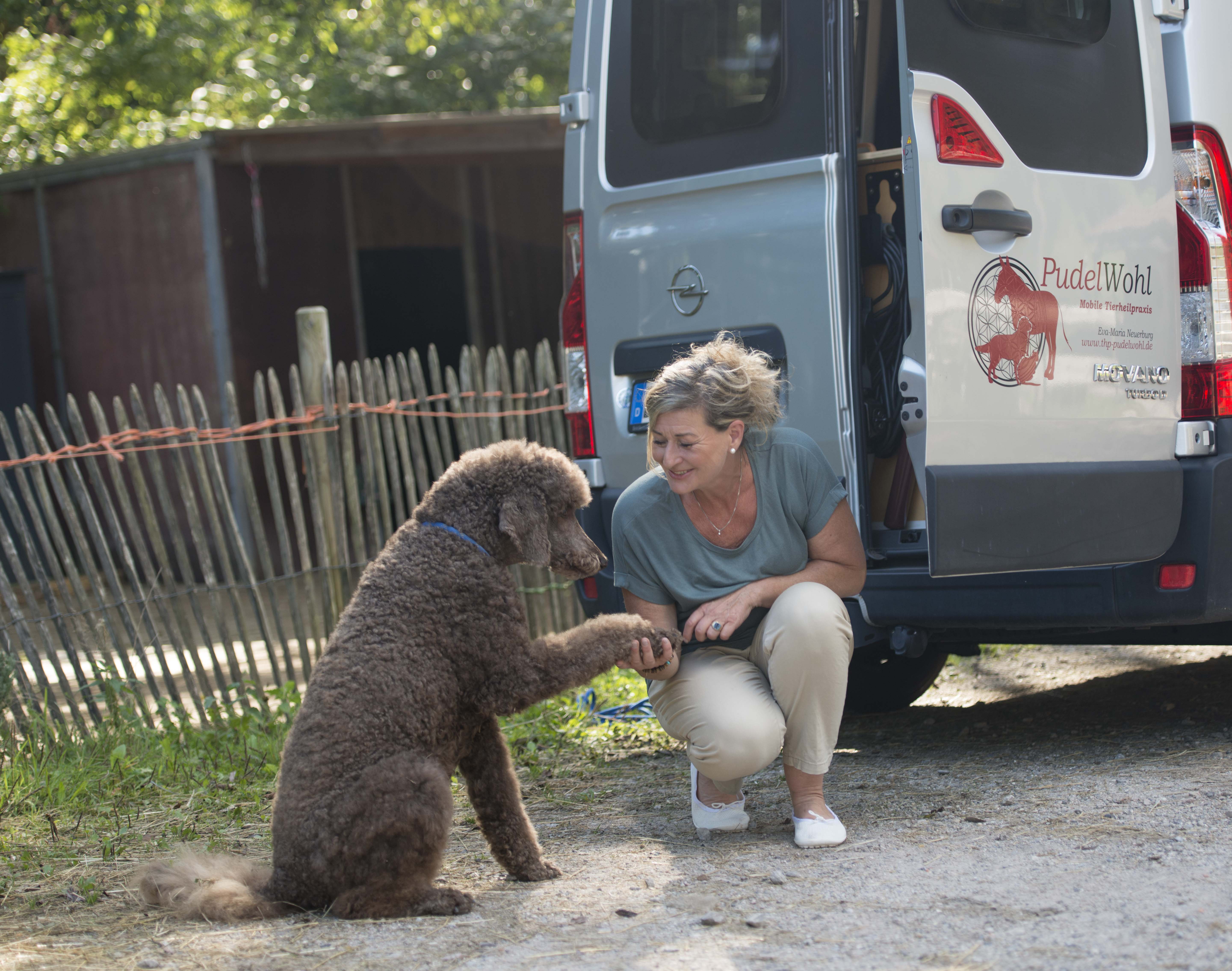 Hund gibt Person Pfötchen